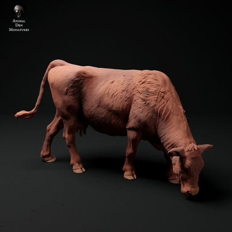 Red Devon Cow Grazing - UNPAINTED - Animal Den Miniatures